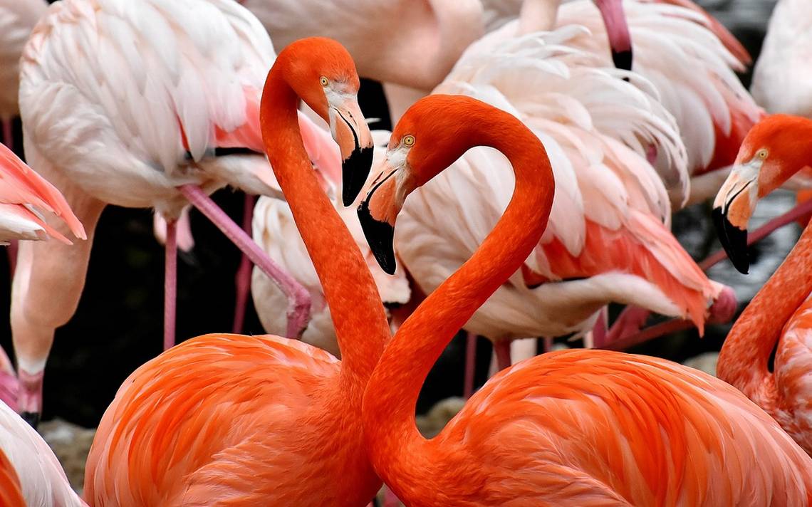 flamencos naranjas