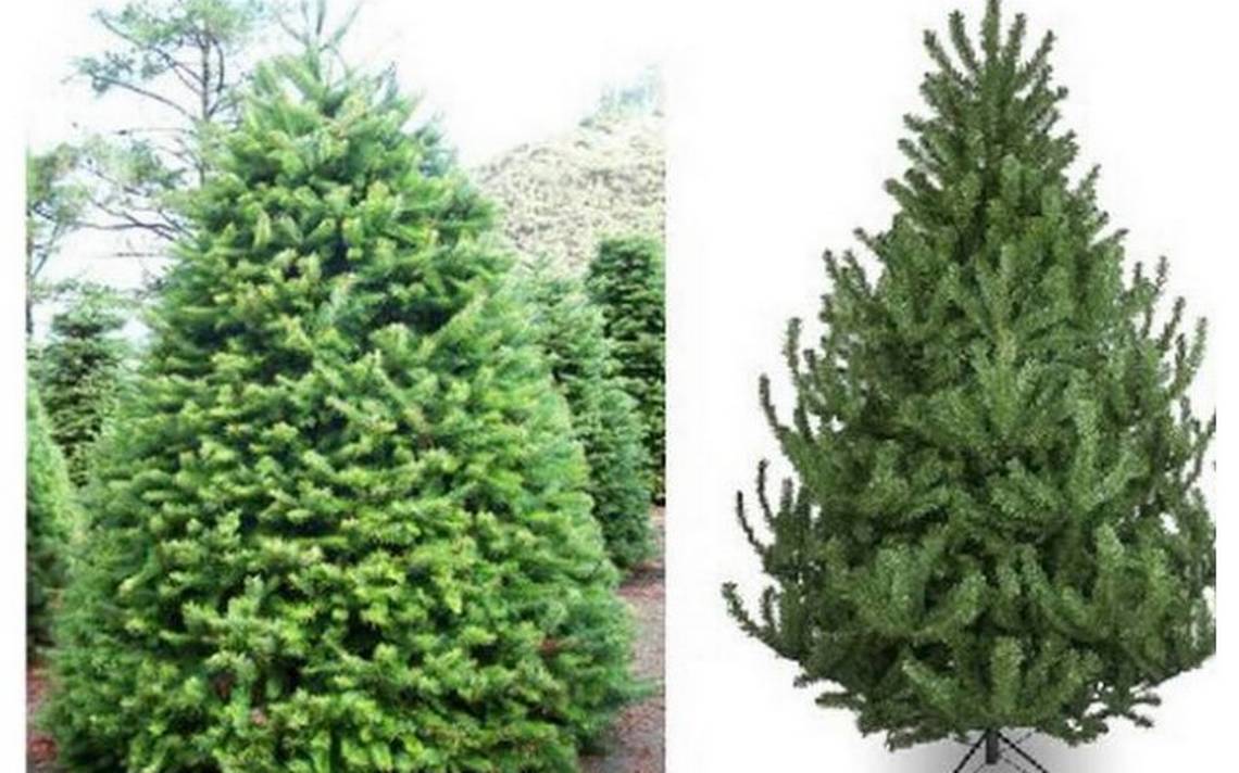 Qué es más ecológico, árbol de navidad natural o artificial? - La Prensa |  Noticias policiacas, locales, nacionales