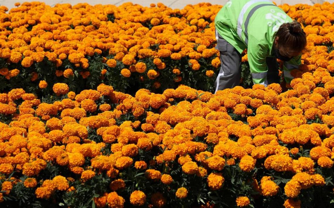 Se fijan la meta de vender 2 millones 800 mil flores de cempasúchil en CDMX  - La Prensa | Noticias policiacas, locales, nacionales