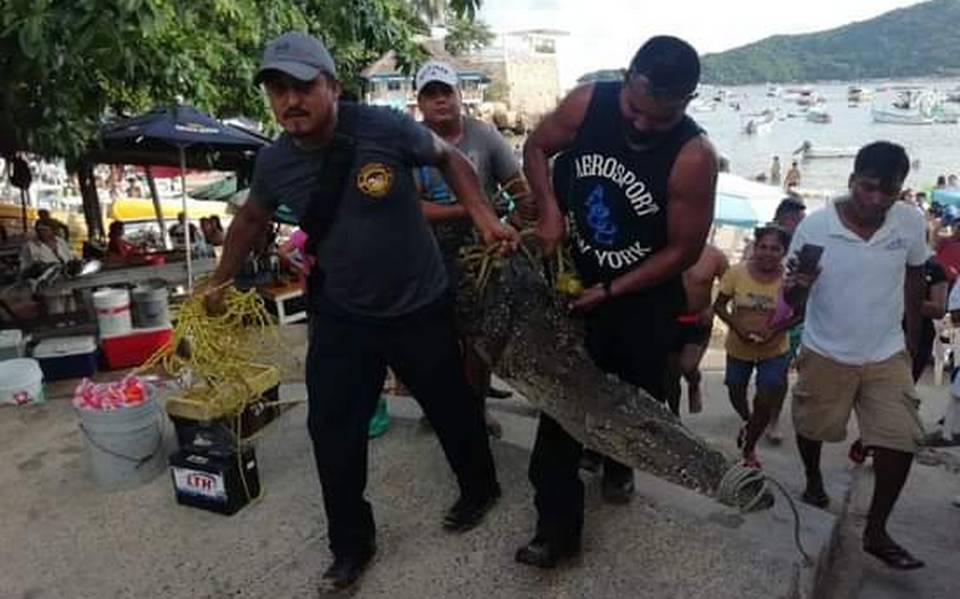 Capturan a cocodrilo que fue visto por turistas en playas de Acapulco - La  Prensa | Noticias policiacas, locales, nacionales