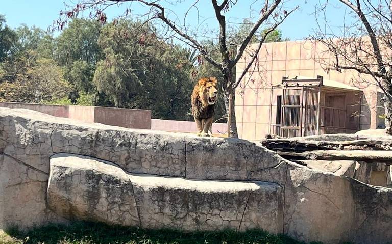 Se recuperan con éxito 4 leones rescatados por Profepa en el zoológico de  Aragón - La Prensa | Noticias policiacas, locales, nacionales