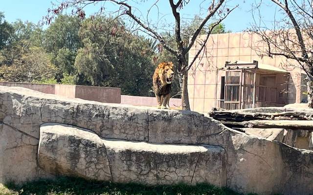 Se recuperan en zoológico de Aragón 4 leones del santuario Black  Jaguar-White Tiger - El Sol de México | Noticias, Deportes, Gossip, Columnas
