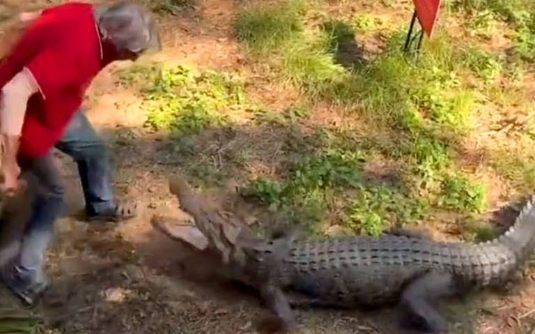 A sartenazos, adulto mayor libra ataque de enorme cocodrilo [Video] - La  Prensa | Noticias policiacas, locales, nacionales