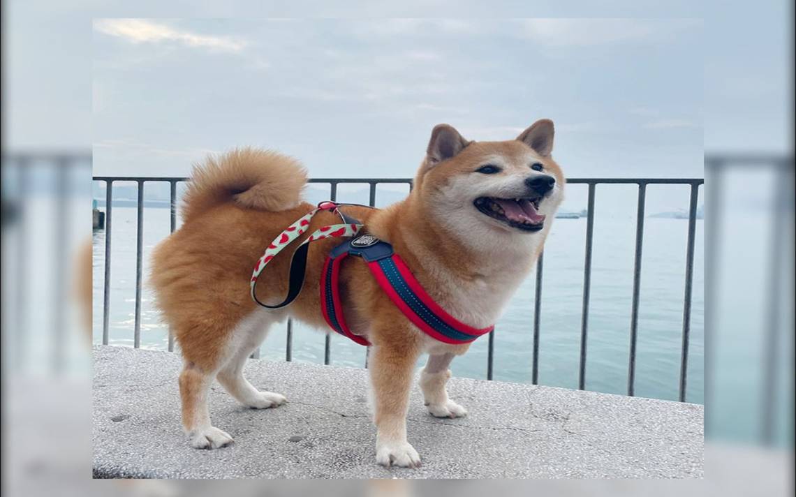 Cheems El Perrito De Los Memes Podr A Padecer C Ncer La Prensa