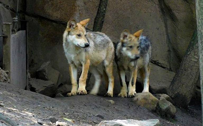 Estos son los nombres de los cachorros lobo mexicano del Zoológico de  Chapultepec - La Prensa | Noticias policiacas, locales, nacionales