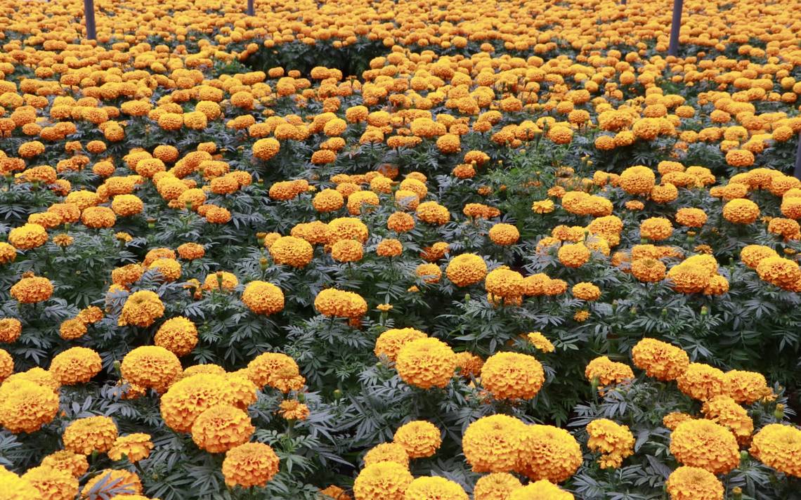 V. Carranza produjo más de 25 mil flores de cempasúchil para la festividad  de Día de Muertos - La Prensa | Noticias policiacas, locales, nacionales