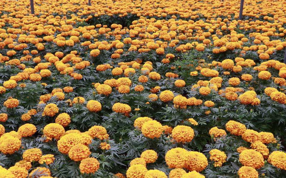 V. Carranza produjo más de 25 mil flores de cempasúchil para la festividad  de Día de Muertos - La Prensa | Noticias policiacas, locales, nacionales