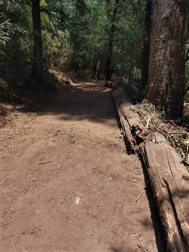 Mejora y conserva la Sedema el suelo en Desierto de los Leones - La Prensa  | Noticias policiacas, locales, nacionales