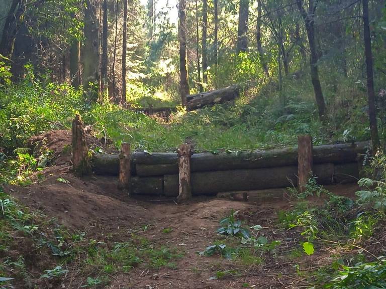 Mejora y conserva la Sedema el suelo en Desierto de los Leones - La Prensa  | Noticias policiacas, locales, nacionales