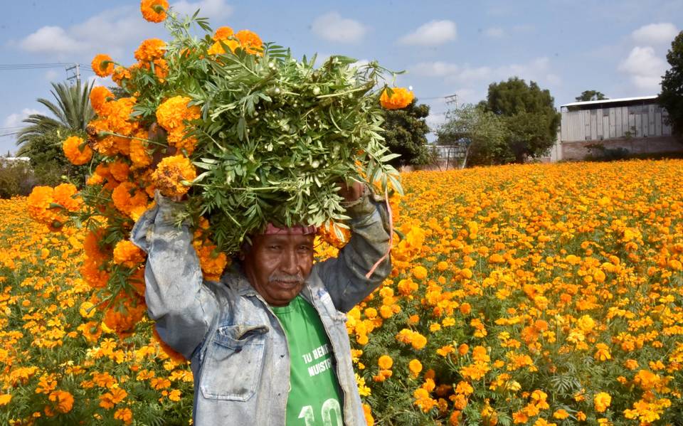 Desde hace más de 15 años, familia Castillo planta flor de cempasúchil - La  Prensa | Noticias policiacas, locales, nacionales