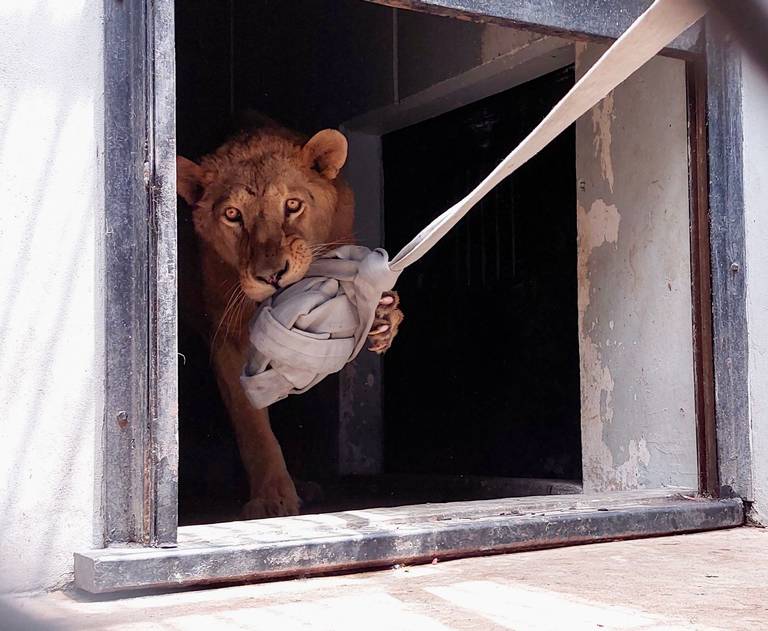 Mejoran día con día la salud de los leones rescatados. Así se encuentran  [FOTOS] - La Prensa | Noticias policiacas, locales, nacionales