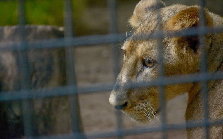 Alerta máxima en Zumpango ante escape de cuatro leones de un rancho - La  Prensa | Noticias policiacas, locales, nacionales