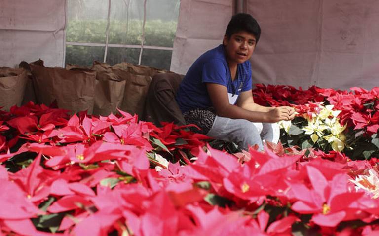 Dónde será la nueva sede del Festival de Flores de Nochebuena?; habrá  grandes descuentos - La Prensa | Noticias policiacas, locales, nacionales