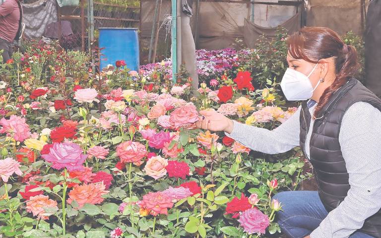 Las rosas, flores más populares para regalar el día de la madre - La Prensa  | Noticias policiacas, locales, nacionales