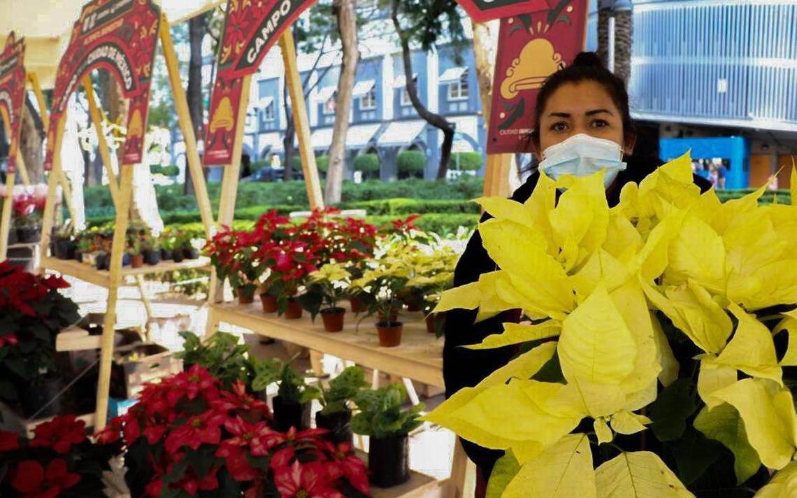 Venderán un millón 152 mil 900 flores de Nochebuena - La Prensa | Noticias  policiacas, locales, nacionales