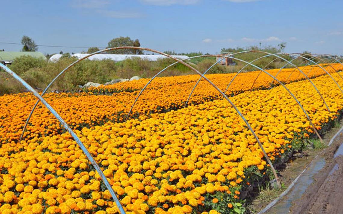 Productores de flor de cempasúchil listo para temporada de día de muertos -  La Prensa | Noticias policiacas, locales, nacionales