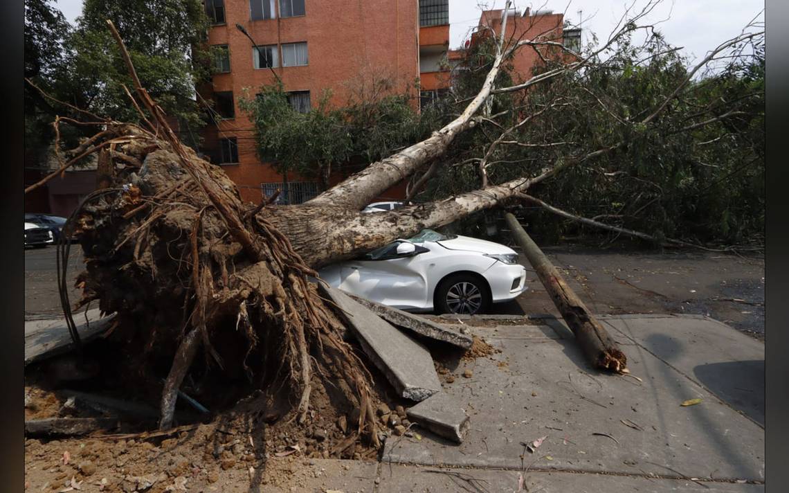 Qué pasa si le cae un árbol a mi carro? Te decimos quién tiene que pagar -  La Prensa | Noticias policiacas, locales, nacionales