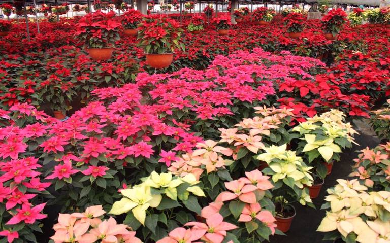 Arranca venta de Flor de Nochebuena en Edomex; esperan vender un millón -  La Prensa | Noticias policiacas, locales, nacionales