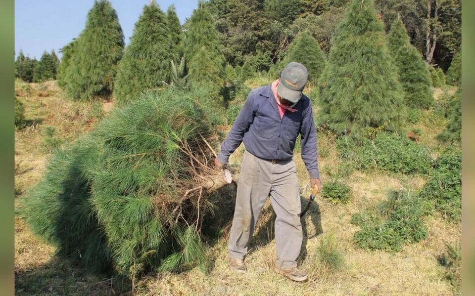 Dónde comprar árboles de Navidad naturales cerca de la CDMX? - La Prensa |  Noticias policiacas, locales, nacionales