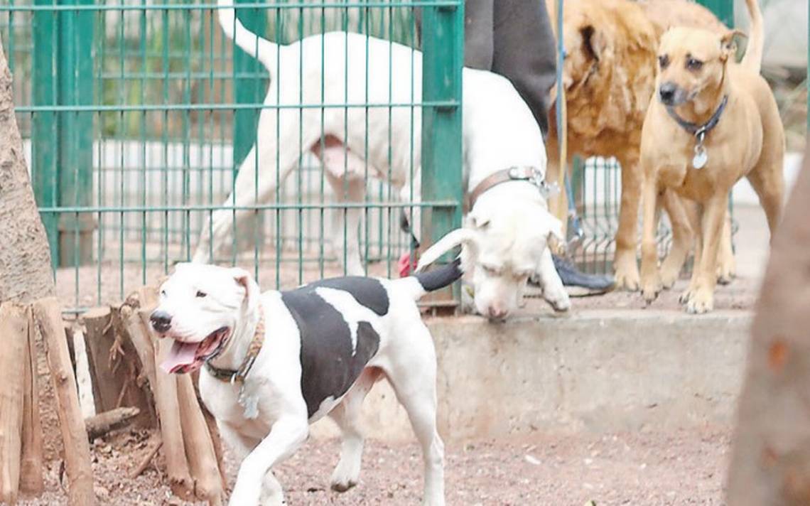 un cachorro puede tener rabia