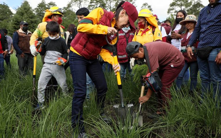Van 30 millones de árboles plantados en la CDMX - La Prensa | Noticias  policiacas, locales, nacionales