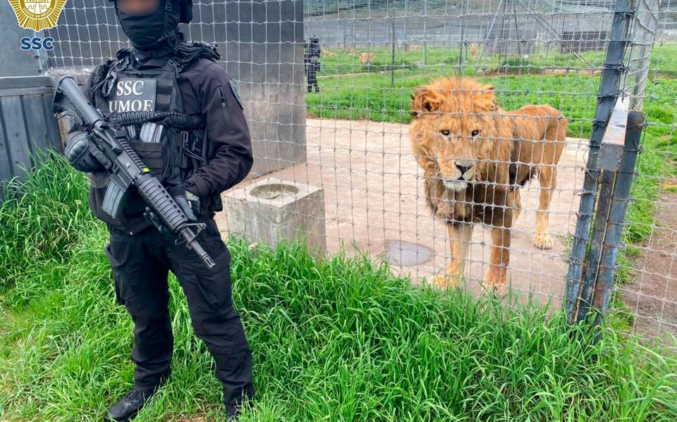 Profepa asegura animales de refugio felino del Ajusco; serán reubicados en  zoológicos - La Prensa | Noticias policiacas, locales, nacionales