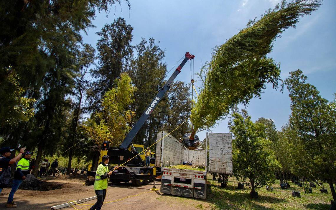 Así es el ahuehuete que estará en la Glorieta de Reforma, en CDMX - La  Prensa | Noticias policiacas, locales, nacionales