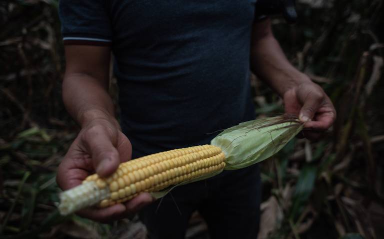 Cancelar importación de maíz amarillo afectará precio de leche, huevo y  pan, alerta experto - La Prensa | Noticias policiacas, locales, nacionales