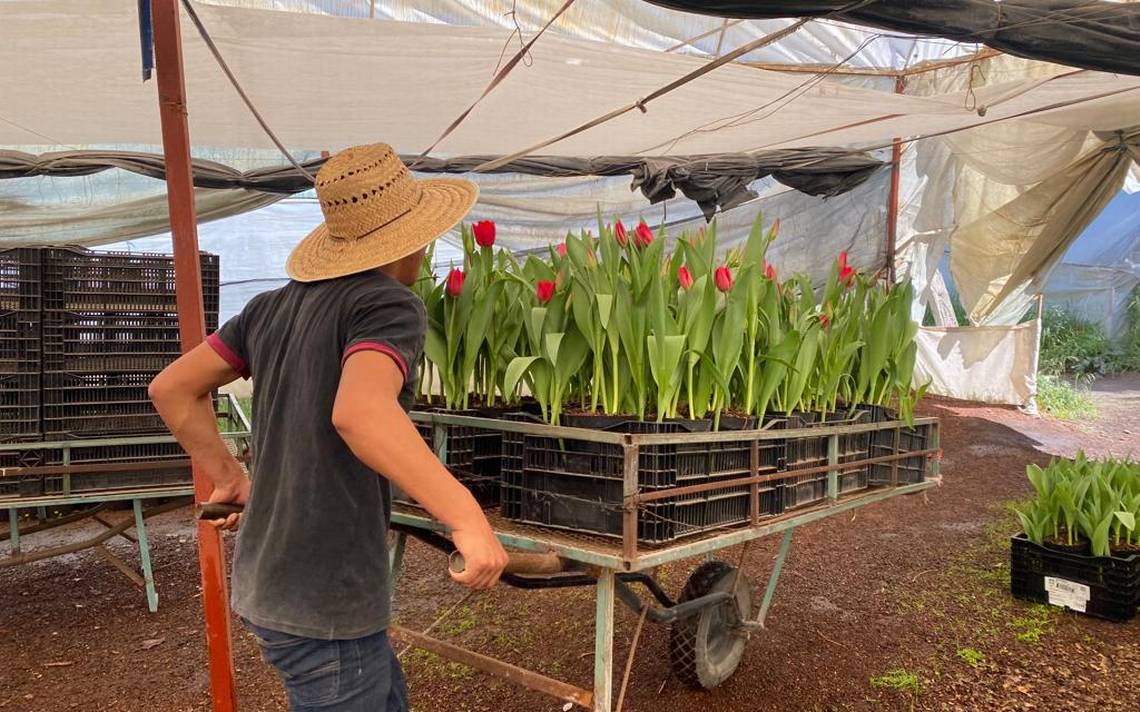 Productores de tulipanes de Xochimilco, listos para la venta de Día del  Amor y la Amistad - La Prensa | Noticias policiacas, locales, nacionales