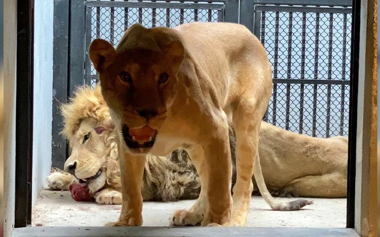 Leones y tigresa rescatados de la Ajusco llegaron al Hospital del Zoológico  de Chapultepec - La Prensa | Noticias policiacas, locales, nacionales