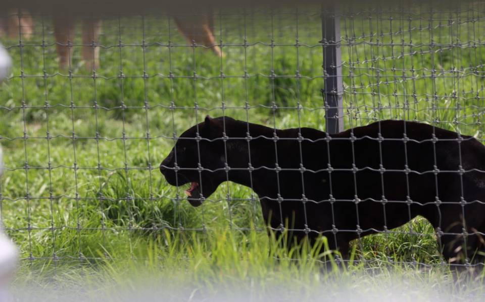 Urgen a Profepa autorizar traslado de felinos tras clausura de Black Jaguar  White Tiger