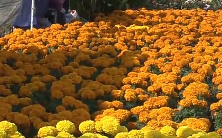 Arranca la venta de flor de cempasúchil en Xochimilco - La Prensa |  Noticias policiacas, locales, nacionales