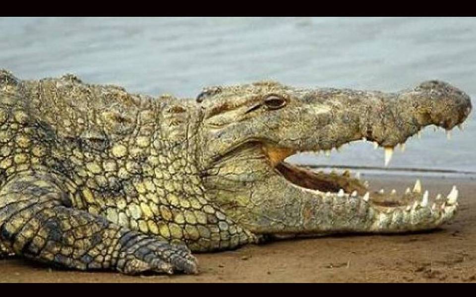 Un cocodrilo ataca a un hombre cuando orinaba en una laguna de Cancún - La  Prensa | Noticias policiacas, locales, nacionales