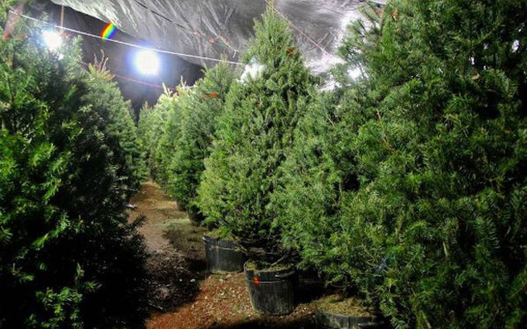 PVEM llama a consumir la producción local de Árboles de Navidad - La Prensa  | Noticias policiacas, locales, nacionales