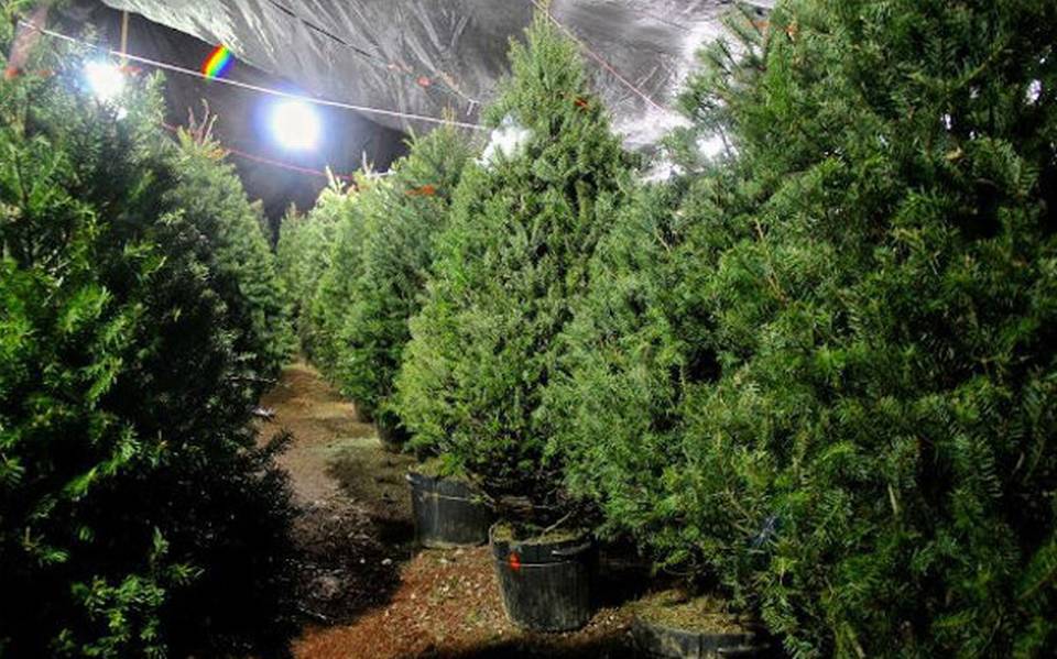 Renta de árboles de Navidad, opción amigable con la naturaleza - La Prensa  | Noticias policiacas, locales, nacionales
