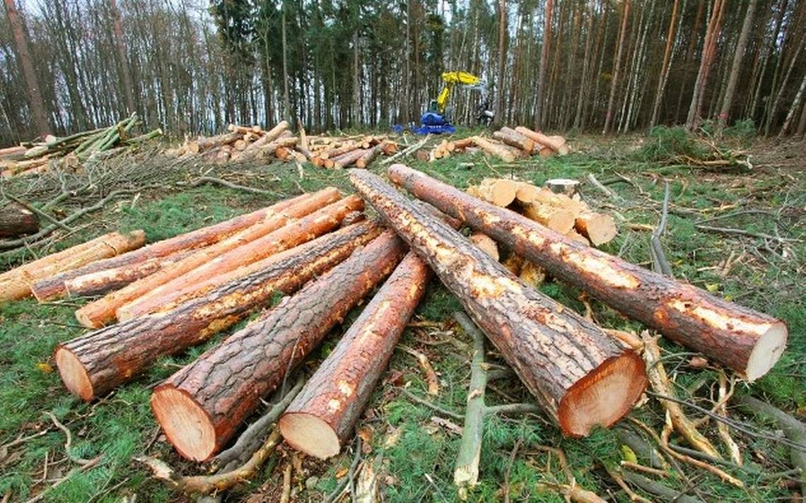 Detrás de tala clandestina de bosque se encuentra el crimen organizado - La  Prensa | Noticias policiacas, locales, nacionales