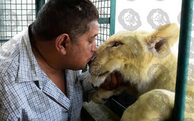 Safari en la Alcaldía Iztacalco, en una azotea viven tres leones - La  Prensa | Noticias policiacas, locales, nacionales