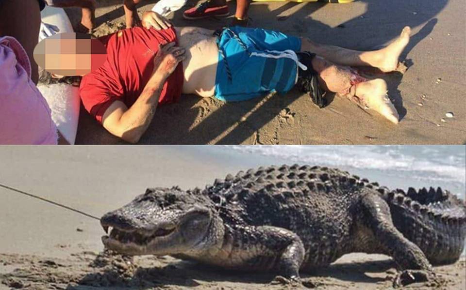 Falso ataque de cocodrilo causa alarma en Playas de Tampico - La Prensa |  Noticias policiacas, locales, nacionales