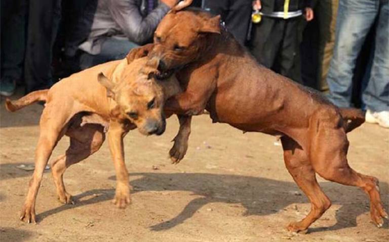 Prohibidas las peleas de perros - La Prensa | Noticias policiacas, locales,  nacionales