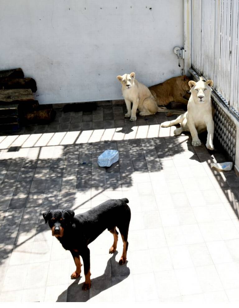 Tres felinos hallados en refugio del Ajusco 