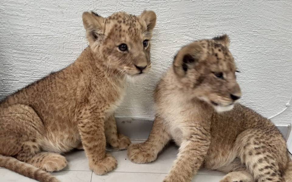 Casi lo matan por negarse a comprar dos cachorros de león - La Prensa |  Noticias policiacas, locales, nacionales