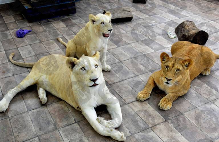 Safari en la Alcaldía Iztacalco, en una azotea viven tres leones - La  Prensa | Noticias policiacas, locales, nacionales