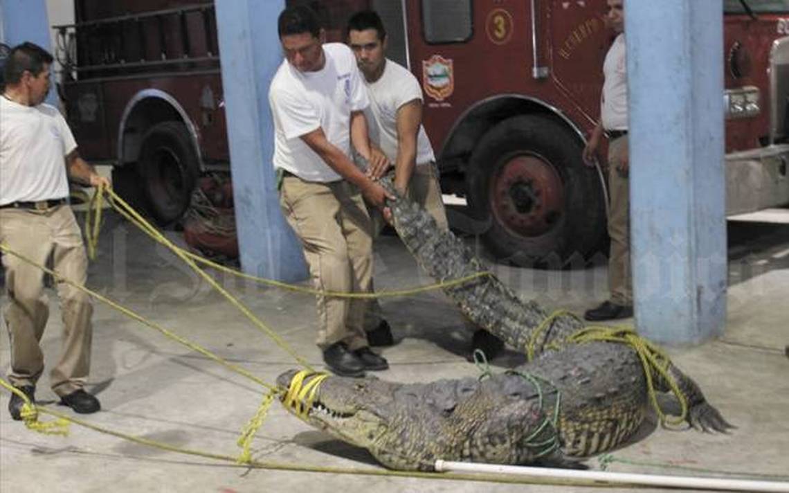 Piden liberar a “Juancho” cocodrilo que mató a mujer en Tampico - La Prensa  | Noticias policiacas, locales, nacionales